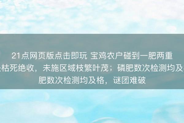 21点网页版点击即玩 宝鸡农户碰到一肥两重天：施肥地块枯死绝收，未施区域枝繁叶茂；磷肥数次检测均及格，谜团难破